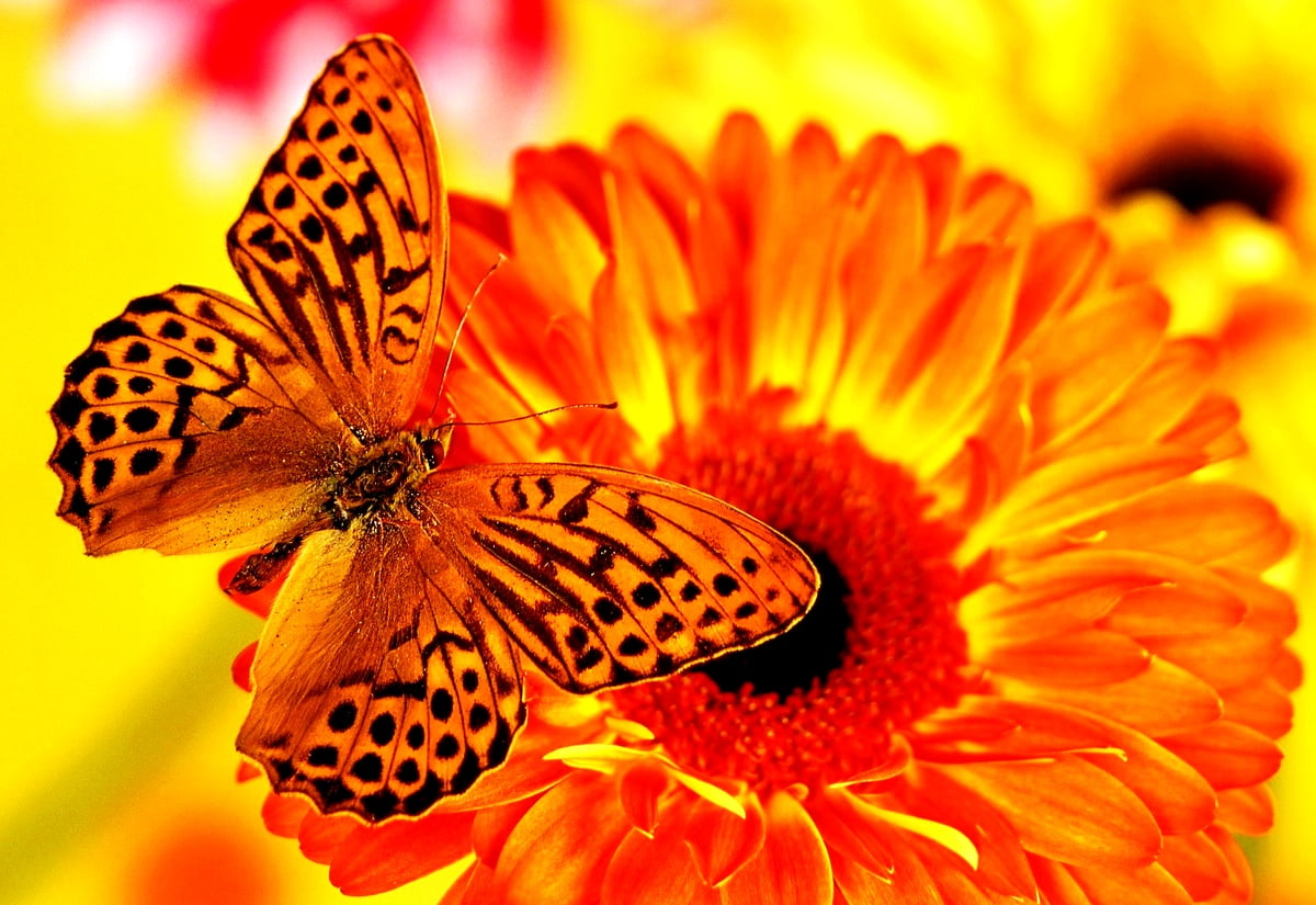 Fjäril, insekter, Silverstreckad pärlemorfjäril, orange, Argynnis : bakgrundsbilder
