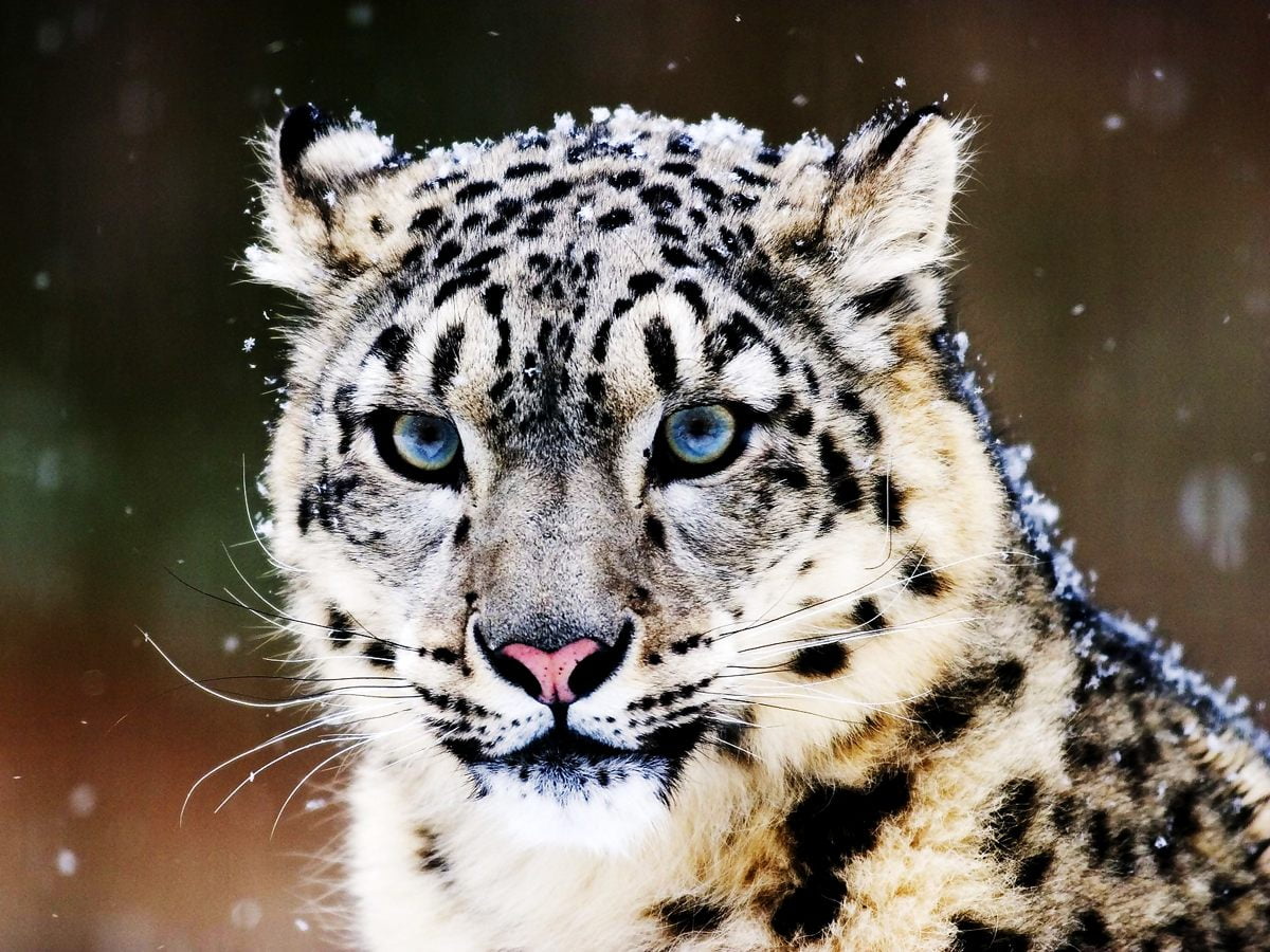 Bakgrund Snöleopard, Vilda Djur, Leopard | Gratis Bilder