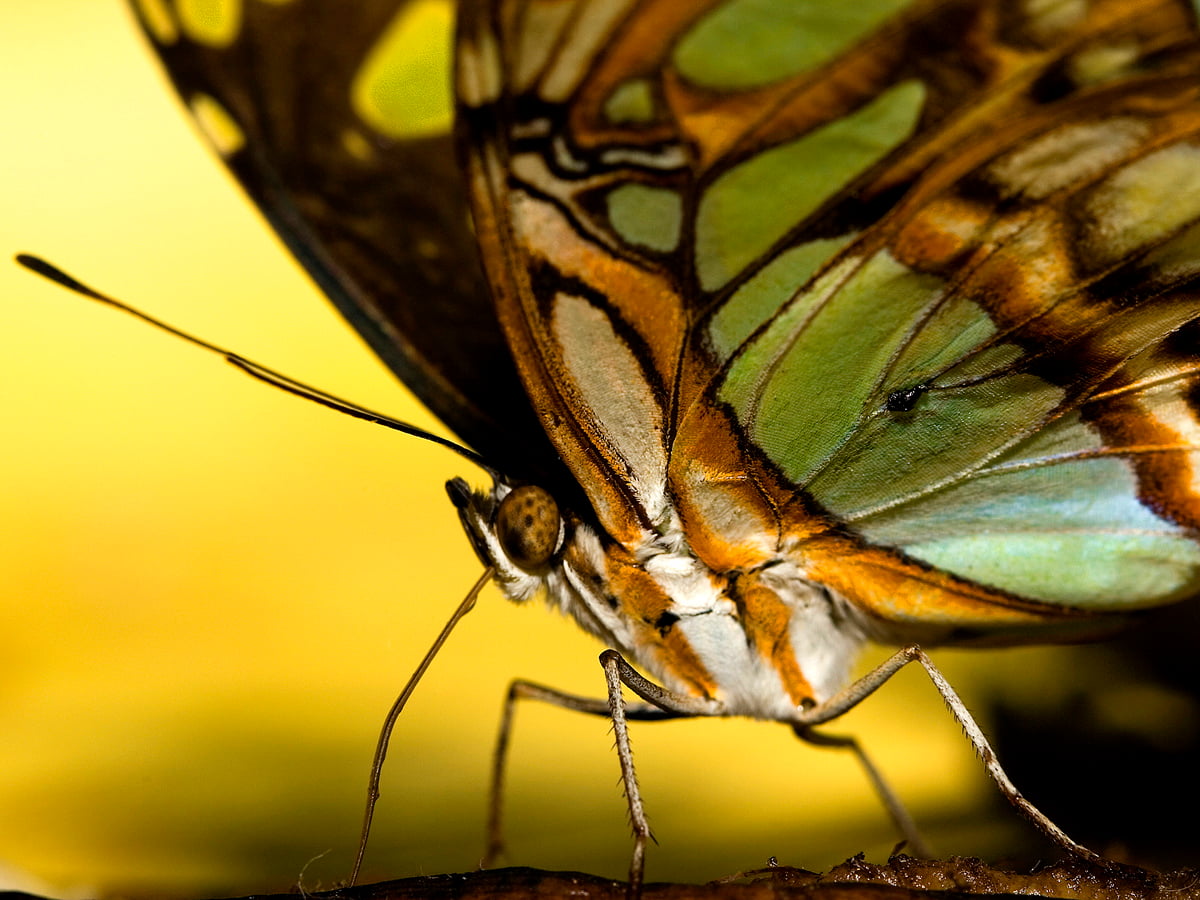 Fjäril, insekter, makro, vilda djur och växter, Monarkfjäril — skrivbordsbakgrunder (1600x1200)