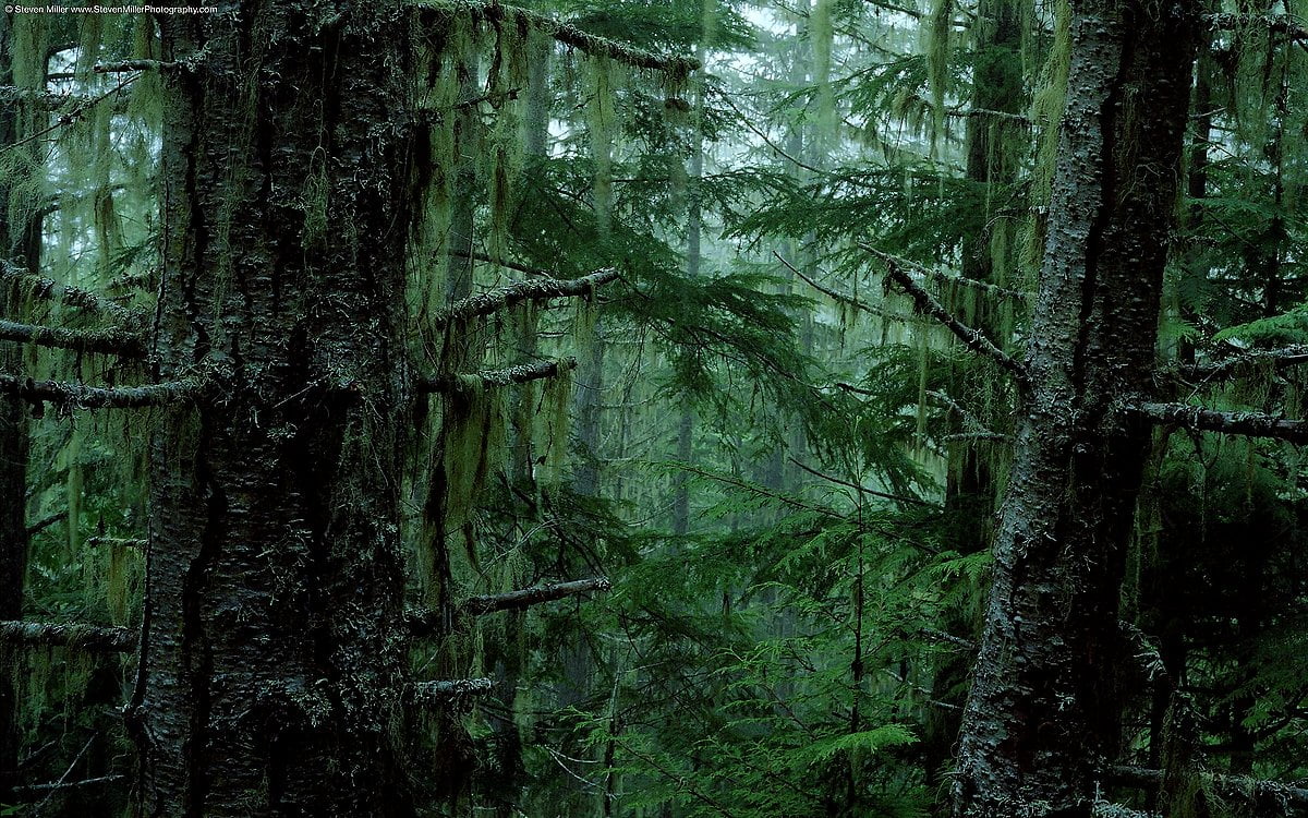 Bakgrundsbilder - träd i skogen