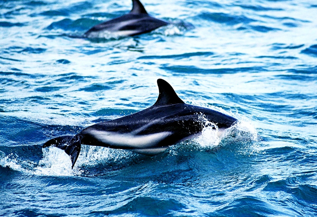 Delfin hoppar ur vattnet : gratis bakgrund
