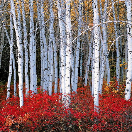 Bakgrundsbild Pappersbjörk, Löv, Amerikansk Asp | Gratis Bakgrunder
