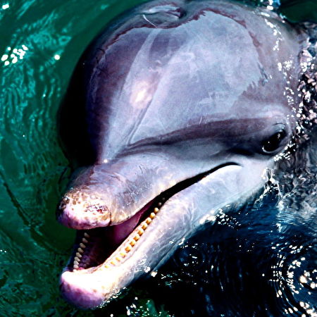 Delfin: 105+ bakgrundsbilder