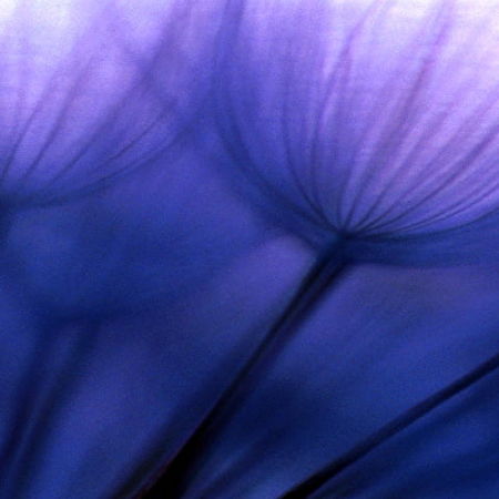 Lavendel: 130+ bakgrundsbilder