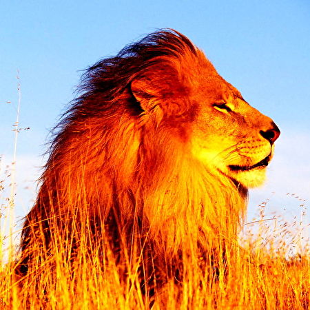 Masai lejon: 65+ bakgrundsbilder