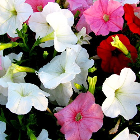 Bakgrundsbild Blommor, Blomma, Röda | Ladda Ner Skrivbordsbilder