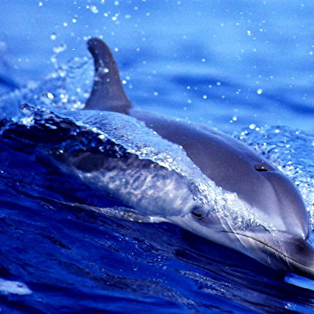 Randig delfin: 2 bakgrundsbilder
